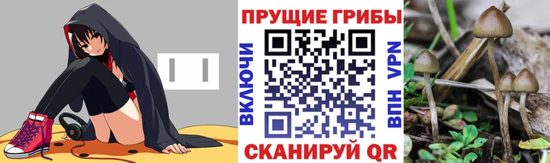 цена   Верещагино  Псилоцибиновые грибы Cubensis 